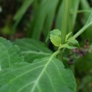 Salvia divinorum: bottom part of the plant