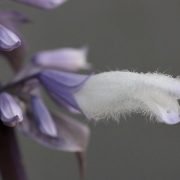 Salvia white flower with violet calyxes