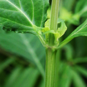 Salvia divinorum leaves