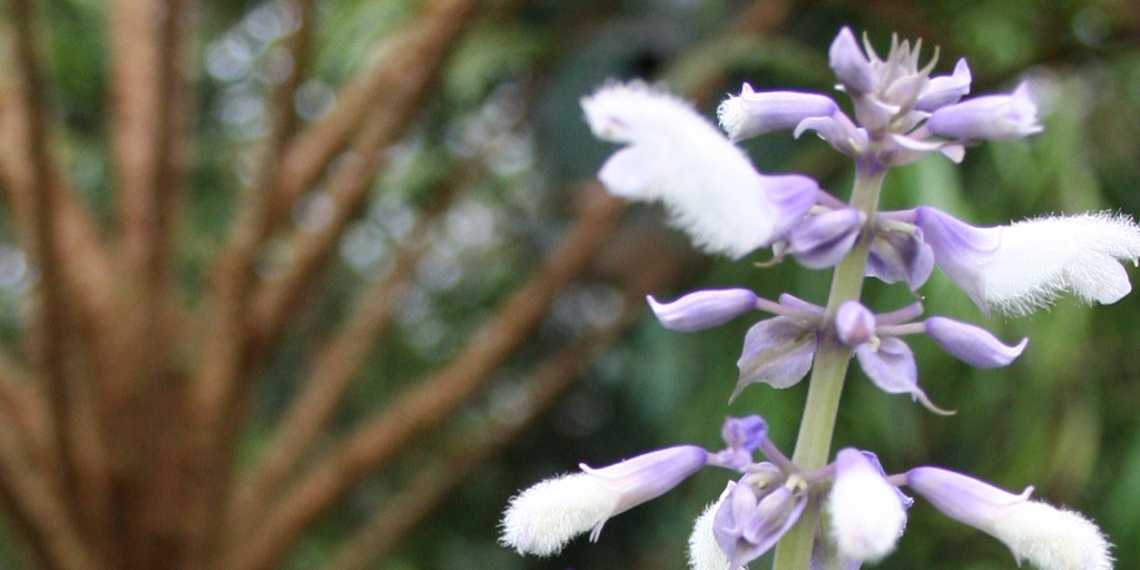 Salvia divinorum flower