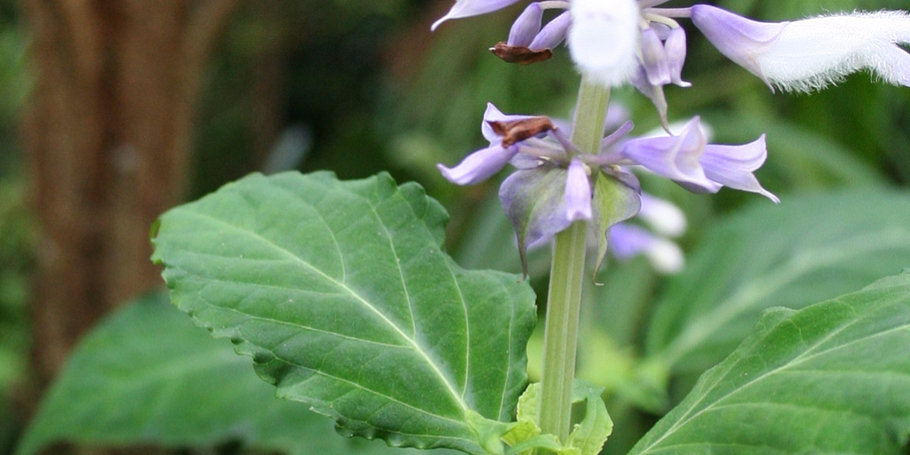 Salvia divinorum: leaves and flower of the plant