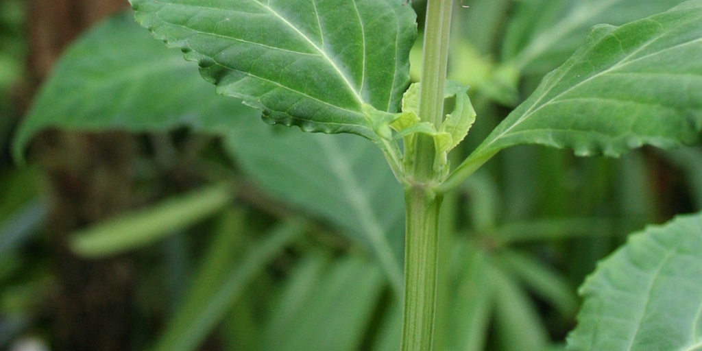 Salvia divinorum: stem and leaves of the plant