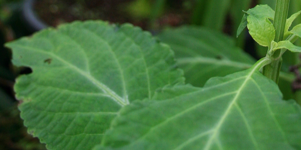 Salvia divinorum: bottom part of the plant